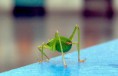 /album/priroda/a72-z-orl-48-kopie-jpg/